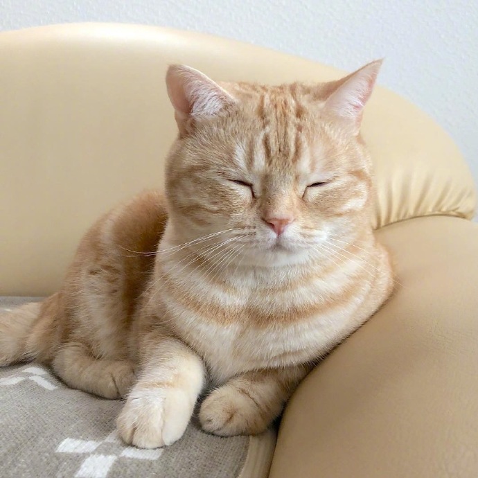 萌宠猫咪图片 昏昏欲睡的橘猫图片