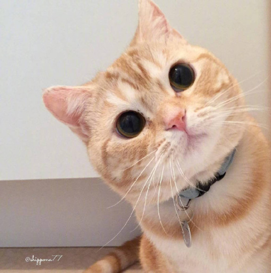 萌宠猫咪图片 爱撒娇的小橘猫图片