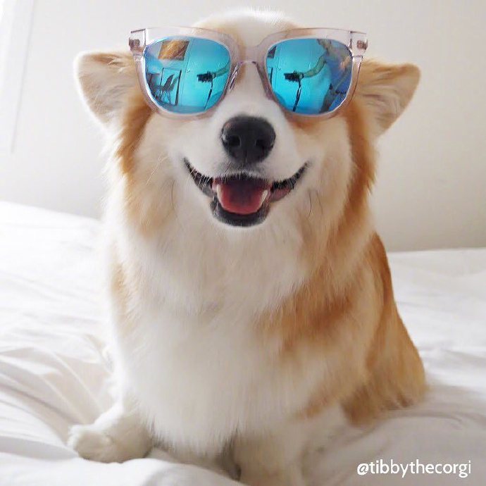 萌宠狗狗图片 小可爱柯基犬图片