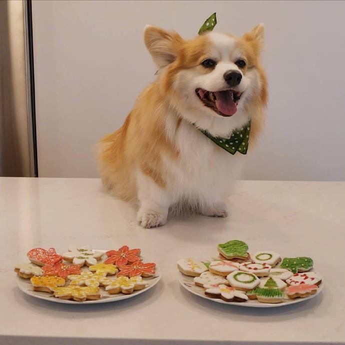 萌宠狗狗图片 小可爱柯基犬图片 3