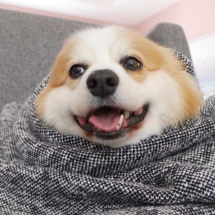 萌宠狗狗图片 小可爱柯基犬图片 5