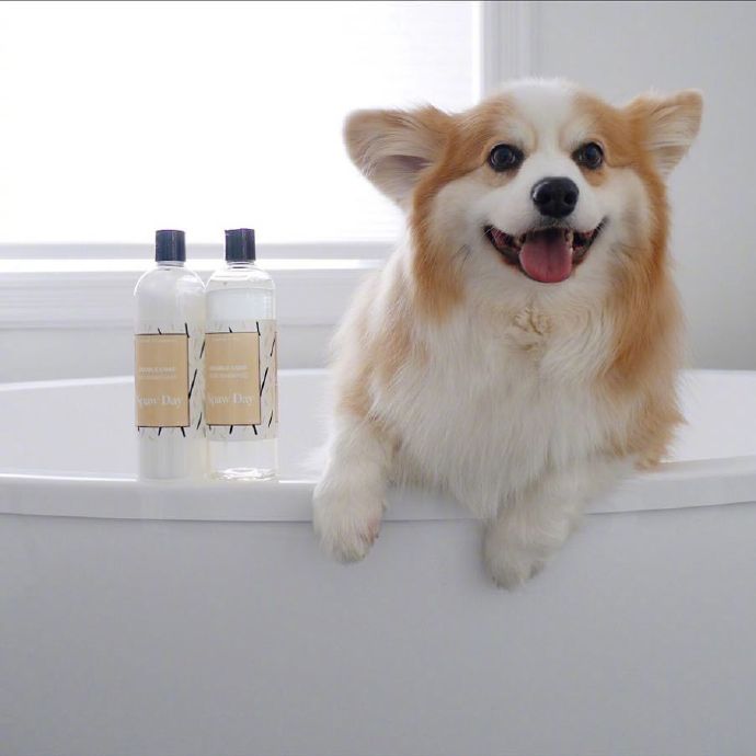 萌宠狗狗图片 小可爱柯基犬图片 6