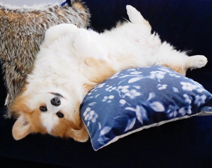 萌宠狗狗图片 小可爱柯基犬图片 8