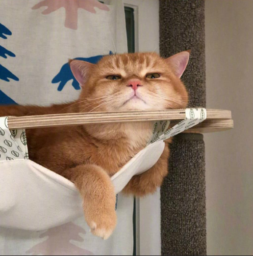 大脸喵星人图片 萌宠猫咪图片 12