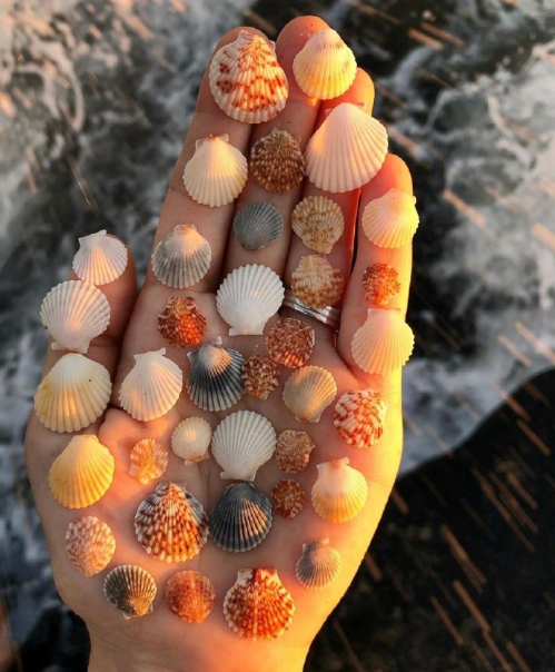 沙滩上的贝壳图片 海边风景图片 4