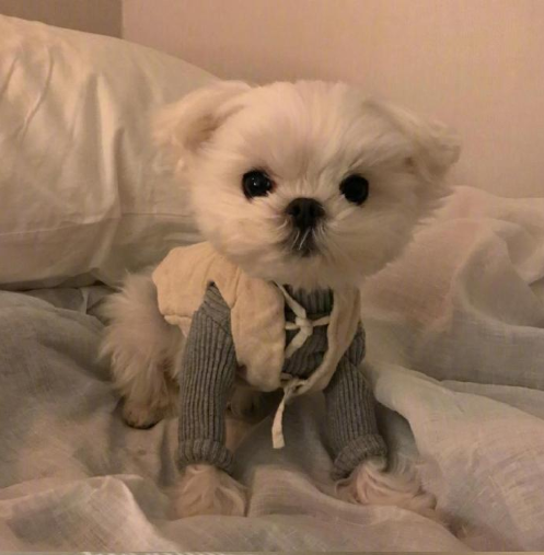 萌宠狗狗图片 小可爱马尔济斯犬图片