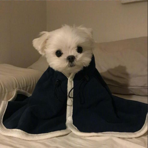 萌宠狗狗图片 小可爱马尔济斯犬图片 3
