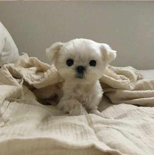 萌宠狗狗图片 小可爱马尔济斯犬图片 4