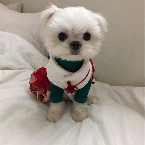 萌宠狗狗图片 小可爱马尔济斯犬图片 5