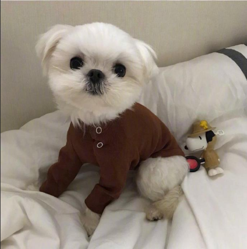萌宠狗狗图片 小可爱马尔济斯犬图片 6