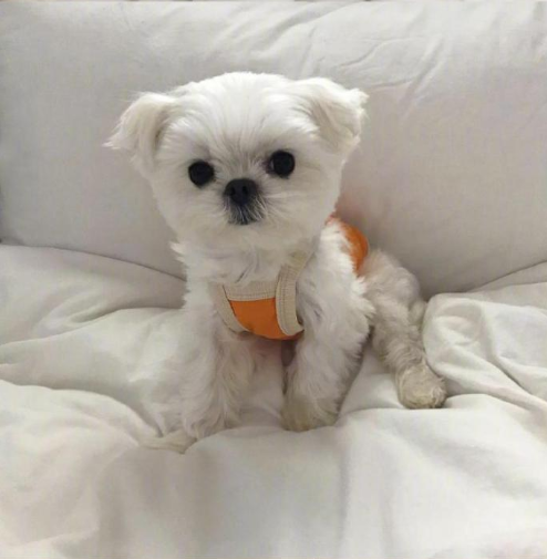 萌宠狗狗图片 小可爱马尔济斯犬图片 7