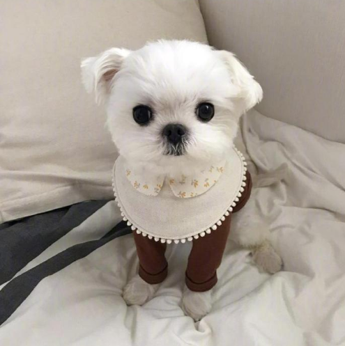 萌宠狗狗图片 小可爱马尔济斯犬图片 8