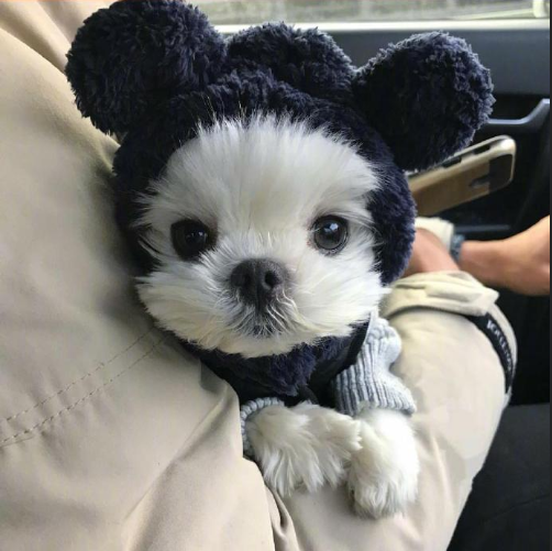 萌宠狗狗图片 小可爱马尔济斯犬图片 9