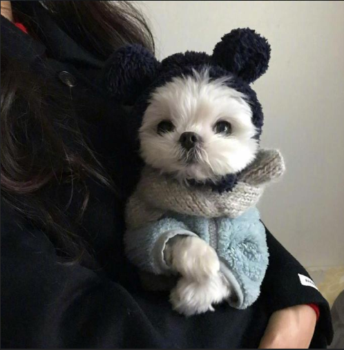 萌宠狗狗图片 小可爱马尔济斯犬图片 10