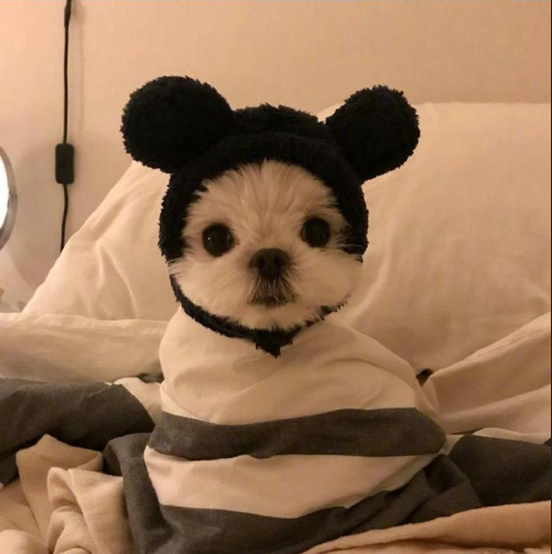萌宠狗狗图片 小可爱马尔济斯犬图片 11