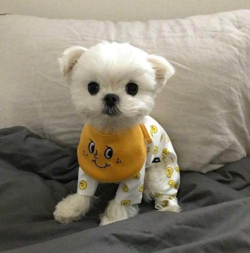 萌宠狗狗图片 小可爱马尔济斯犬图片 12