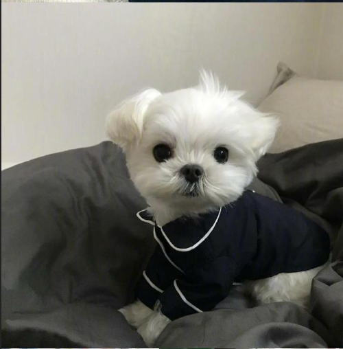 萌宠狗狗图片 小可爱马尔济斯犬图片 13