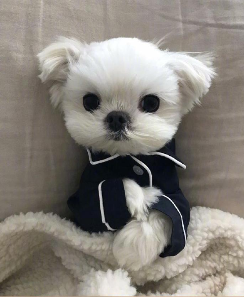 萌宠狗狗图片 小可爱马尔济斯犬图片 14