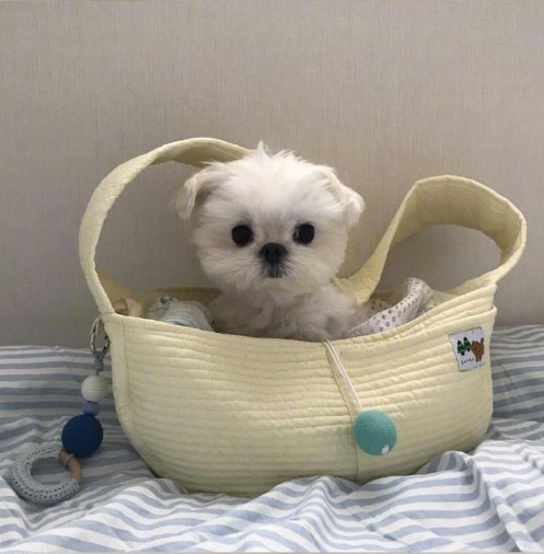萌宠狗狗图片 小可爱马尔济斯犬图片 15