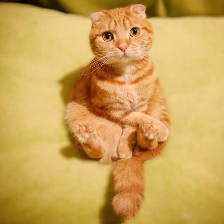 萌宠橘猫图片 销魂的背影 霸气的坐姿