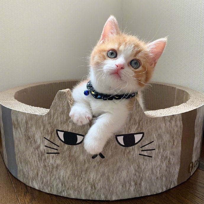 萌宠喵星人图片 乖巧可爱的小猫咪图片