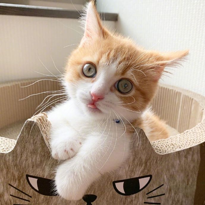 萌宠喵星人图片 乖巧可爱的小猫咪图片 2