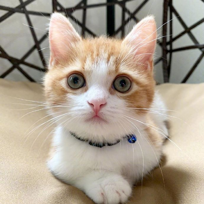 萌宠喵星人图片 乖巧可爱的小猫咪图片 4