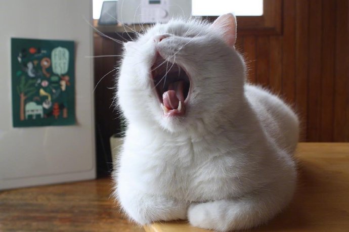 萌宠喵星人图片 白色猫咪的犯困日常图片