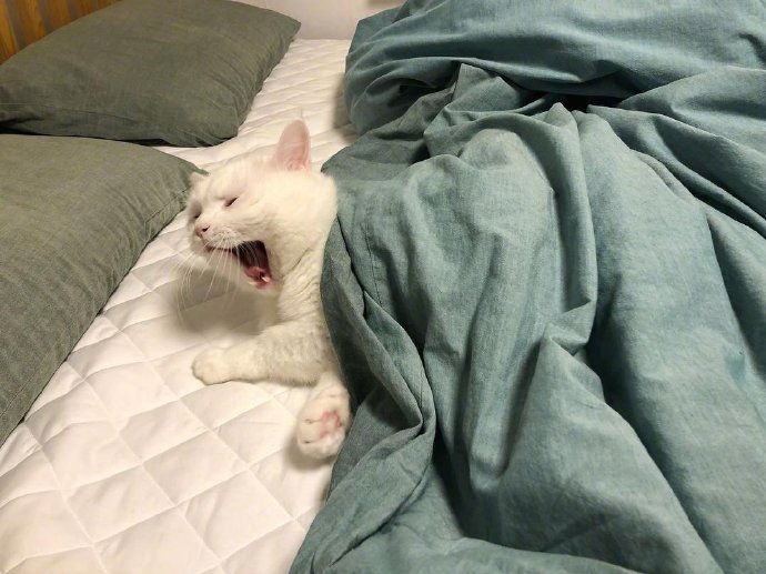 萌宠喵星人图片 白色猫咪的犯困日常图片 3