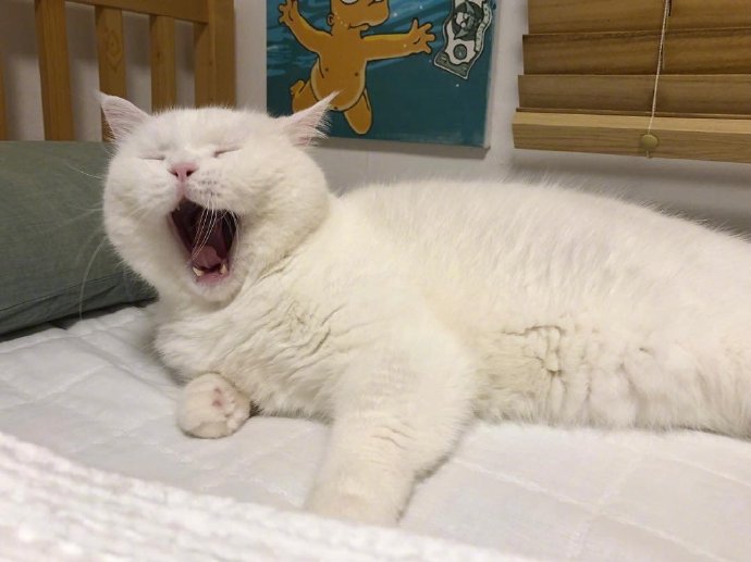 萌宠喵星人图片 白色猫咪的犯困日常图片
