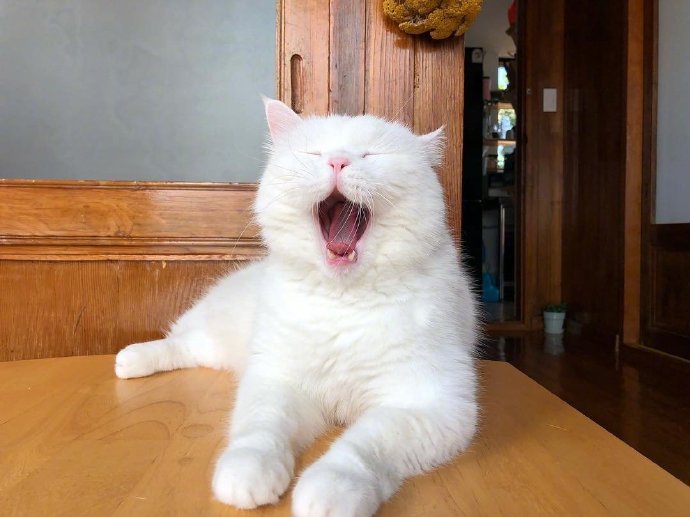 萌宠喵星人图片 白色猫咪的犯困日常图片 7