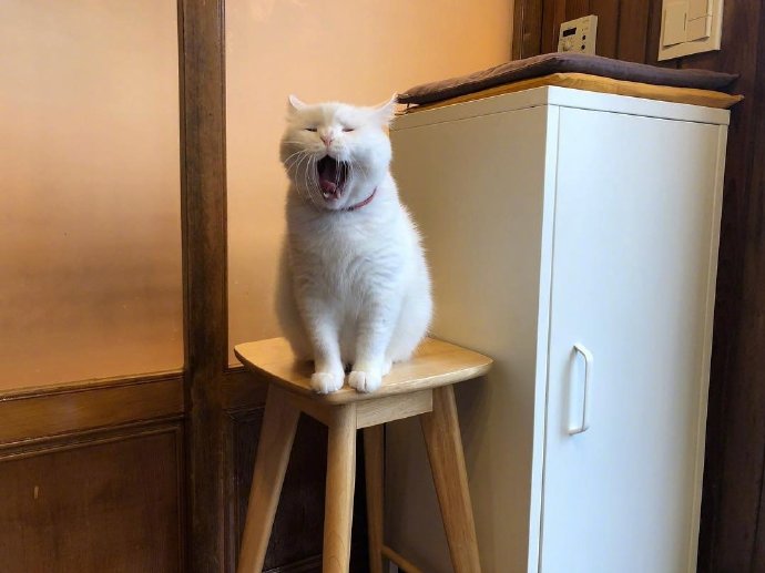 萌宠喵星人图片 白色猫咪的犯困日常图片 8