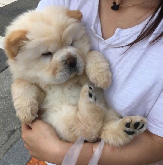 治愈系萌宠可爱图片 5