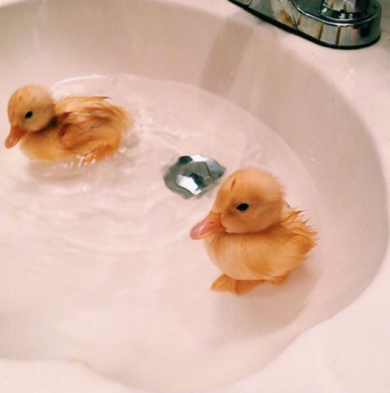 治愈系萌宠可爱图片 8
