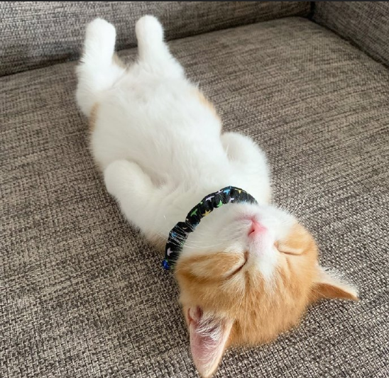 萌宠喵星人图片 一只睡姿极其可爱的小猫咪图片 7