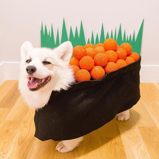 萌宠狗狗图片 cos&ldquo;寿司犬&rdquo;的萌柯基犬图片