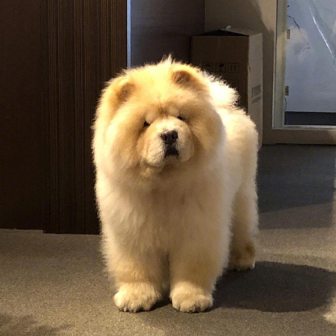 蠢萌蠢萌的萌宠松狮犬图片