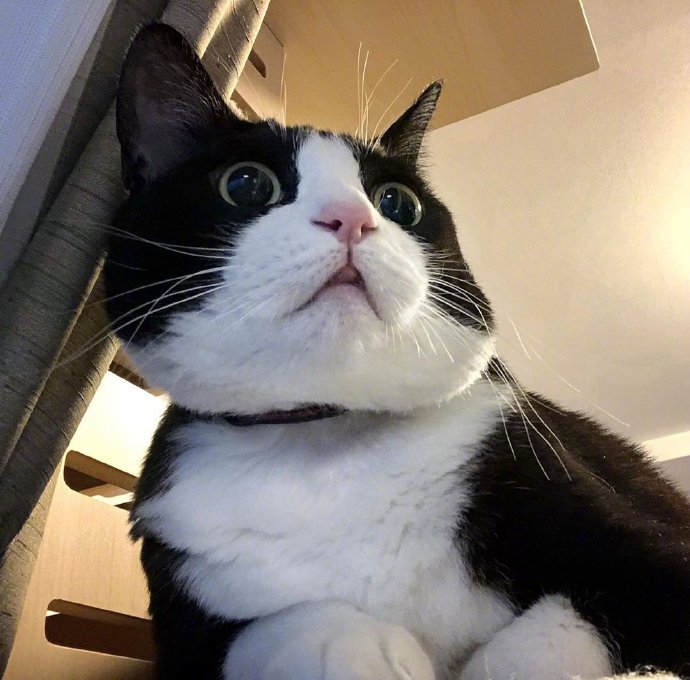 胖胖猫咪图片 萌宠喵星人图片 4