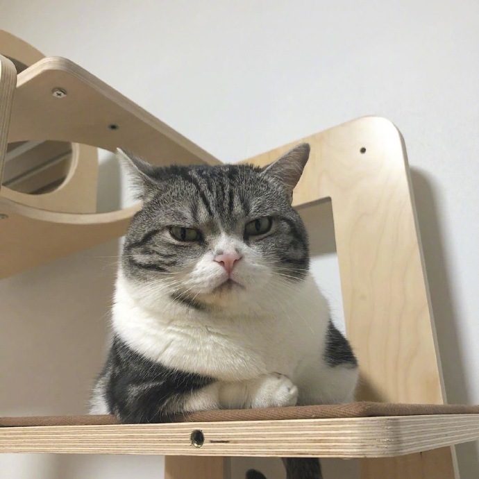 可爱猫咪图片 不开心的小猫咪图片