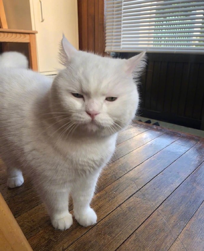 白色可爱猫咪图片 犯困的喵星人图片