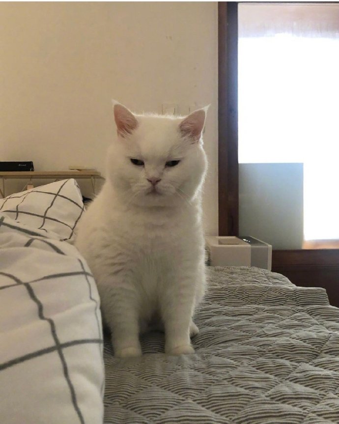 白色可爱猫咪图片 犯困的喵星人图片 2