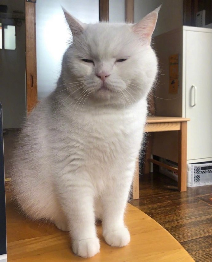 白色可爱猫咪图片 犯困的喵星人图片