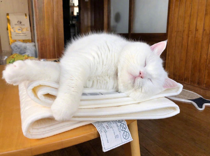 白色可爱猫咪图片 犯困的喵星人图片 5