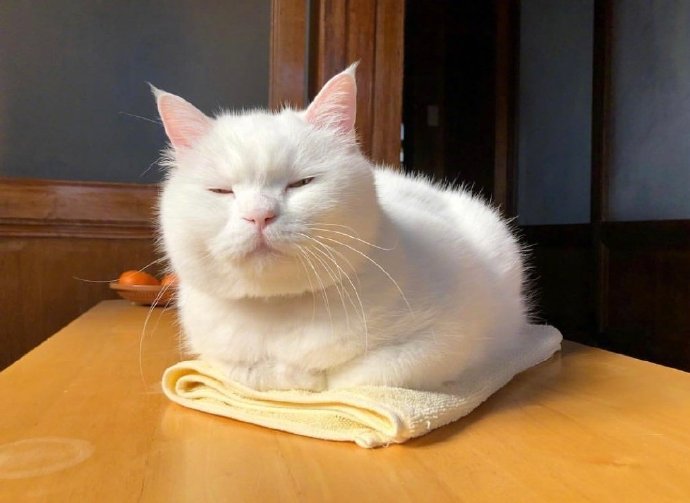 白色可爱猫咪图片 犯困的喵星人图片 6