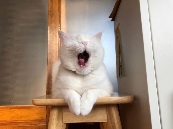 白色可爱猫咪图片 犯困的喵星人图片 7