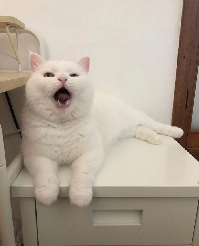 白色可爱猫咪图片 犯困的喵星人图片 9