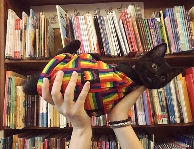 萌宠猫咪图片 偶遇一家可以撸猫的书店 6