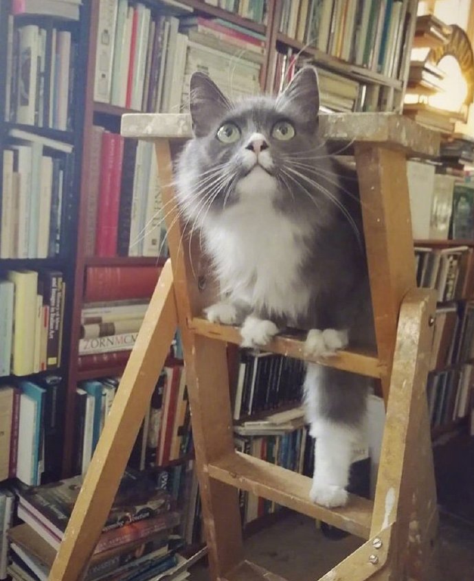 萌宠猫咪图片 偶遇一家可以撸猫的书店 8