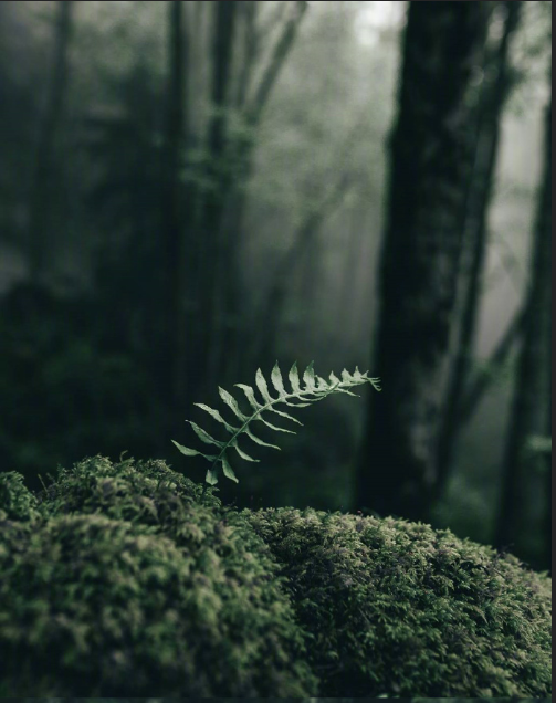 绿色森林图片 暮色森林风景图片 3
