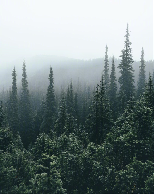 绿色森林图片 暮色森林风景图片 7